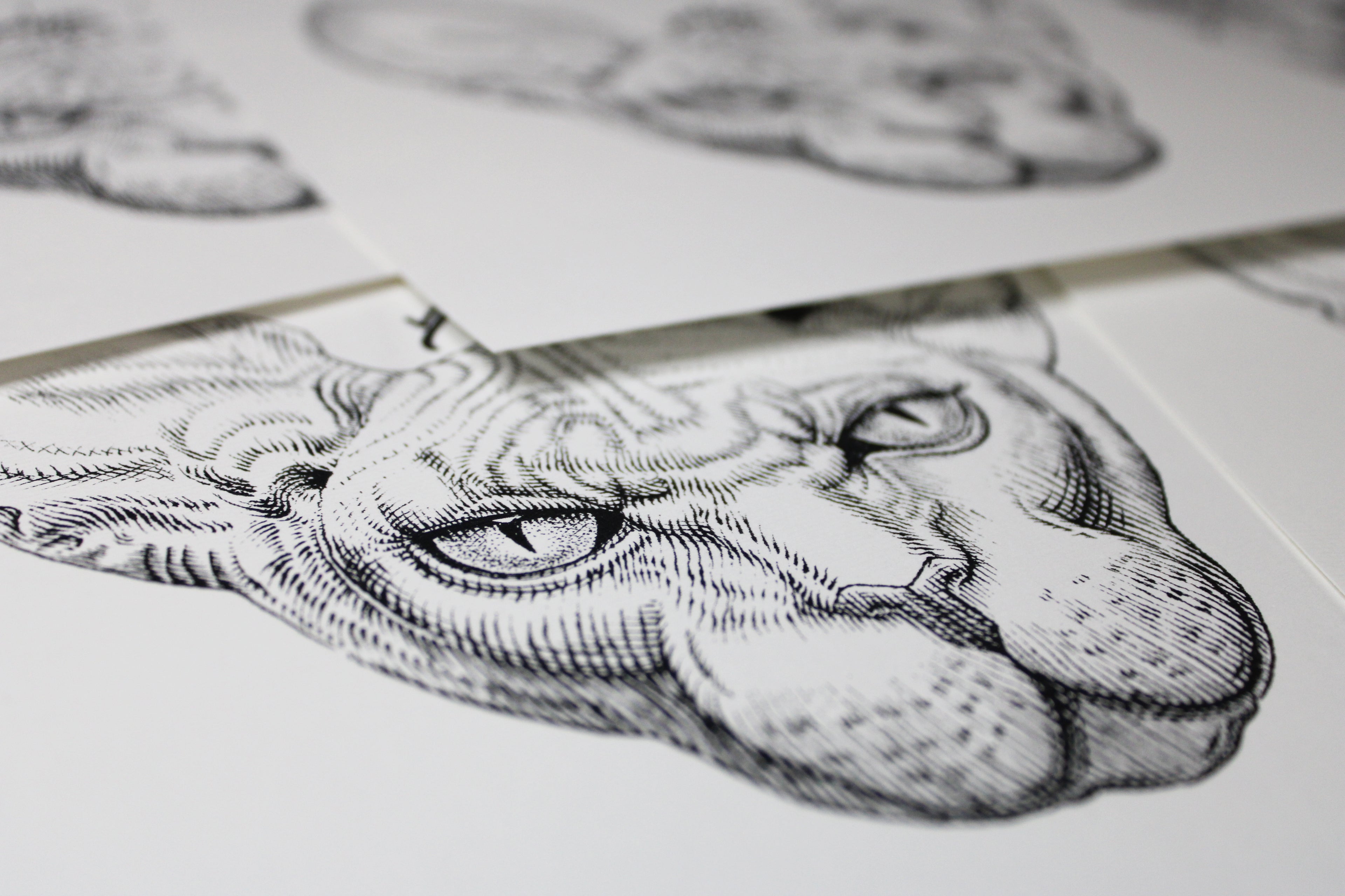 Sphynx Prints