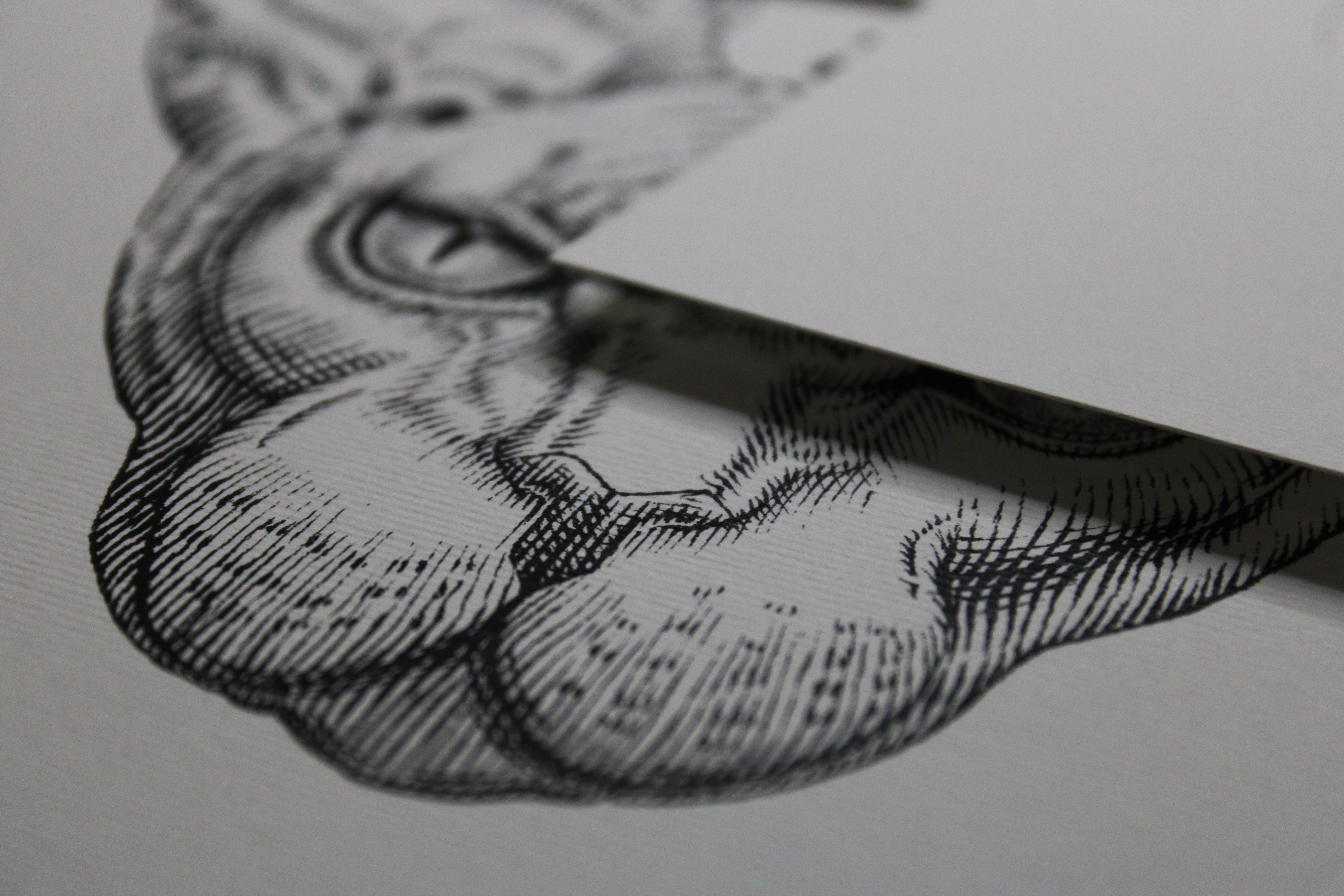 Sphynx Prints