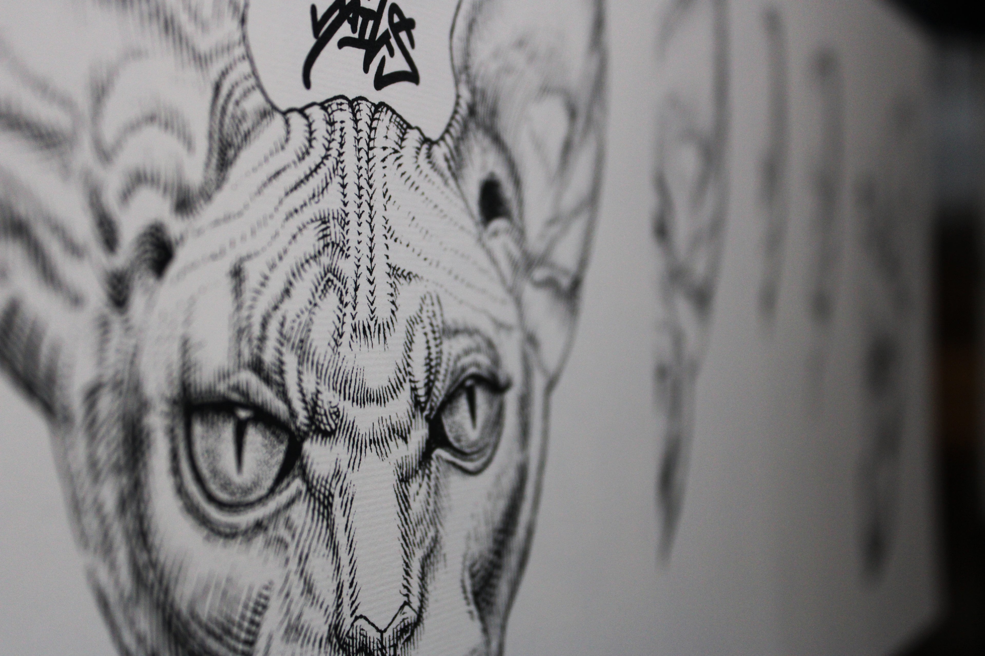 Sphynx Prints